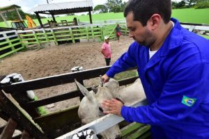 Imagem da notícia - Idam encaminha 250 mil doses de vacina contra a febre aftosa ao interior do Amazonas