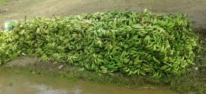 Imagem da notícia - Manicoré envia mais de 100 toneladas de bananas e mais de 2 mil maracujás para abastecer Manaus