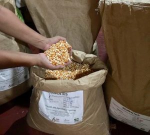 Imagem da notícia - Agricultores familiares da calha dos rios Madeira e Purus serão beneficiados com sementes de milho