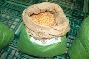 Imagem da notícia - Agricultores familiares das calhas do Juruá e Solimões são contemplados com sementes