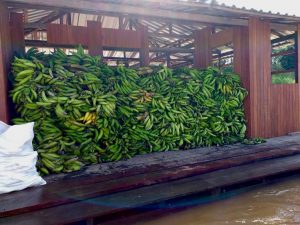 Imagem da notícia - Produção de banana garante renda mensal a agricultores familiares de Manicoré