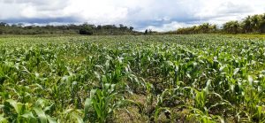 Imagem da notícia - Produção de milho verde registra crescimento de 42% no Amazonas