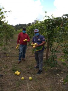 Imagem da notícia - Agricultores contemplados em programas de fomento do Governo do Amazonas apresentam resultados
