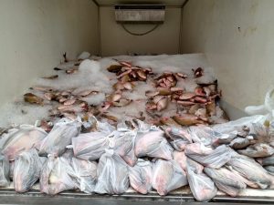 Imagem da notícia - Governo do Amazonas adquire 4 toneladas de peixe para doar às famílias carentes do Careiro Castanho