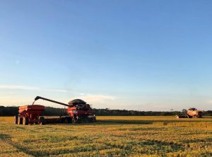 Imagem da notícia - Produção de soja, arroz e milho avança no município de Humaitá