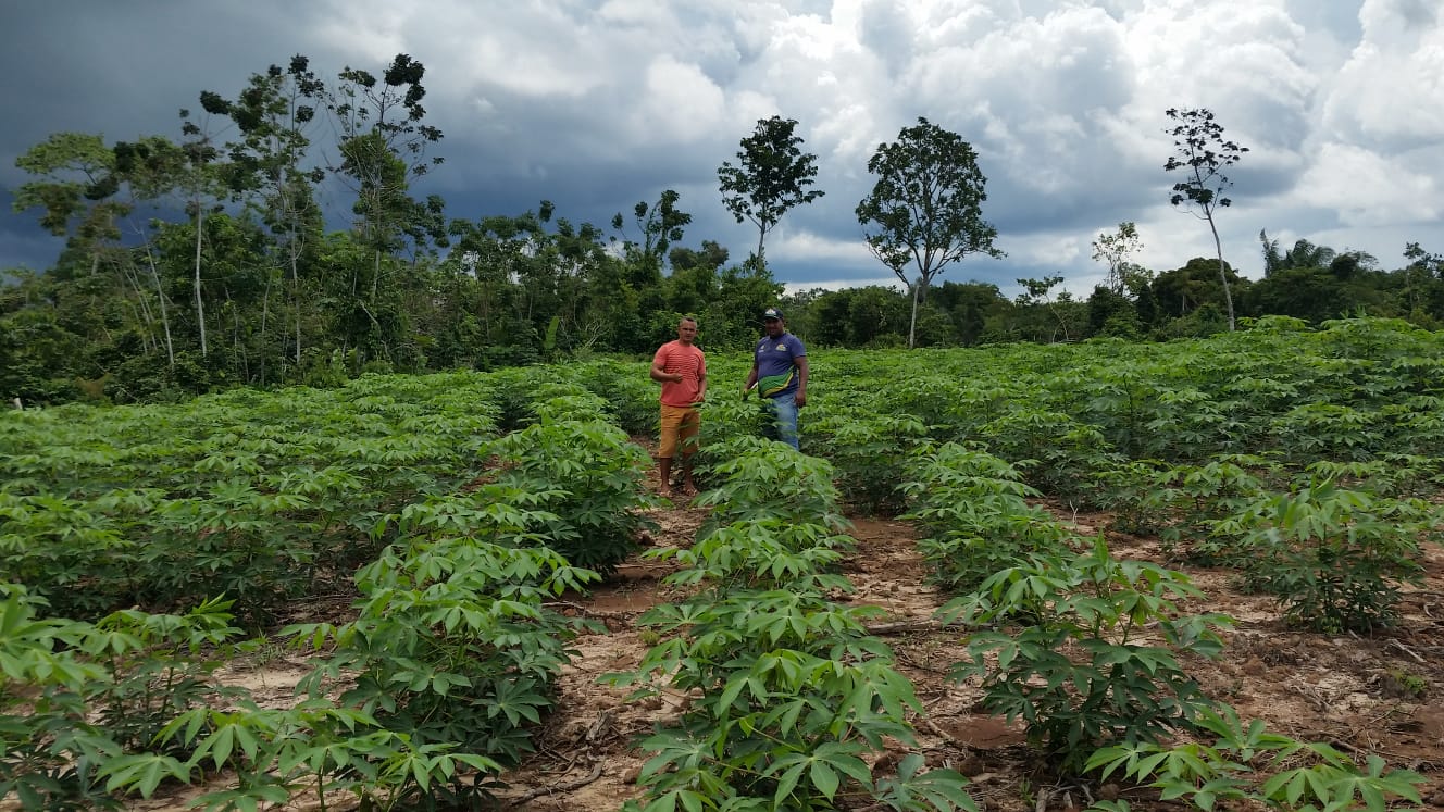 Imagem da notícia - Governo do Amazonas orienta produtores rurais para o preparo do solo