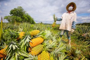 Imagem da notícia - No Amazonas, 97% dos produtores estão na categoria de agricultores
