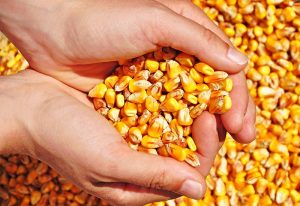 Imagem da notícia - Governo do AM apoia aquisição de 1,3 mil toneladas de milho por pequenos produtores