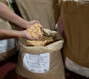 Imagem da notícia - Governo do Amazonas entrega 1,5 tonelada de sementes de milho a produtores de Lábrea