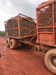 Imagem da notícia - Sepror destaca atuação da empresa Agropecuária Jayoro no avanço do sistema produtivo do Amazonas