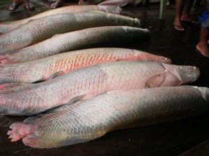 Imagem da notícia - Pescadores de Maraã produzem mais de 9 mil toneladas de pescado por ano
