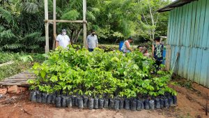 Imagem da notícia - Produtores de guaraná orgânico recebem incentivo do Governo do Estado