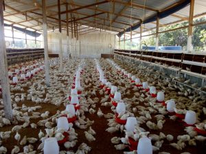 Imagem da notícia - Agência de Defesa Agropecuária e Florestal atualiza registro de avicultores no Amazonas
