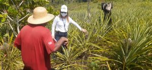 Imagem da notícia - Extensionistas rurais e especialistas em fruticultura do Idam realizam visita técnica