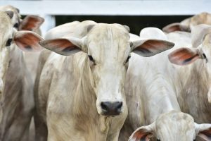 Imagem da notícia - Produtores de Barreirinha têm R$ 180 mil aprovados em crédito rural
