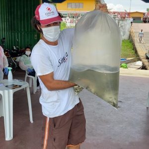 Imagem da notícia - Governo do Amazonas entrega 10 mil alevinos de tambaqui a piscicultores de Urucará