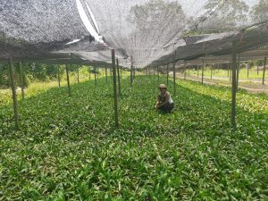 Imagem da notícia - Idam apoia produtores a comercializarem mais de 230 ton de alimentos para o PAA