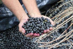 Imagem da notícia - Governo do Estado entrega a produtores de Codajás duas mil mudas de açaí para plantio ainda este ano