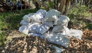 Imagem da notícia - Idam aponta que Caapiranga é o maior produtor de cará do Amazonas