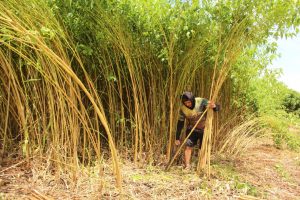 Imagem da notícia - Sistema Sepror impulsiona cultura de fibras naturais em Codajás e Manacapuru