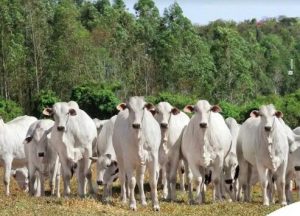 Imagem da notícia - Expoagro: Idam coordena exposição de mais de 200 animais de 15 produtores do estado
