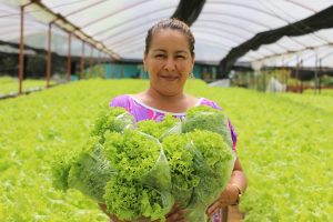 Imagem da notícia - Alface hidropônica produzida em Manaus constitui 67% da oferta em feiras e mercados locais
