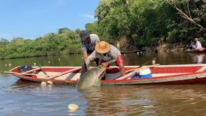 Imagem da notícia - Idam participa de debate sobre os 25 anos do manejo do pirarucu no Amazonas