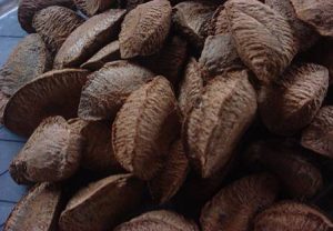 Imagem da notícia - Produção de castanha-do-brasil no Amazonas é destaque nacional