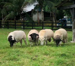 Imagem da notícia - Expoagro: Animais à venda são comercializados via plataforma digital