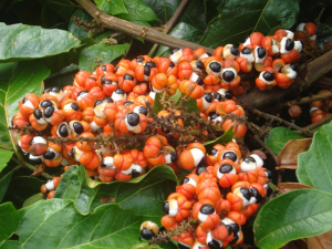 Imagem da notícia - Idam apoia produtores de guaraná que buscam selo de Indicação Geográfica