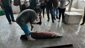 Imagem da notícia - Idam participa de visita técnica do Ministério da Agricultura em áreas de manejo do Pirarucu