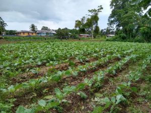 Imagem da notícia - Idam acompanha entrega ao PAA no Careiro da Várzea