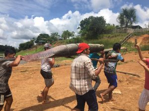 Imagem da notícia - Idam apoia despesca e pescadores já capturaram 45 pirarucus em Boa Vista do Ramos