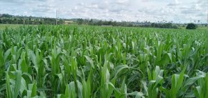Imagem da notícia - Idam atua com produtores de leite e milho em Matupi para fomentar desenvolvimento agroambiental sustentável