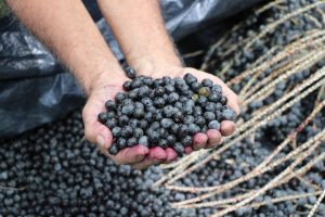 Imagem da notícia - Retomada verde na agricultura pode gerar ao menos R$ 19 bi em produtividade para o país