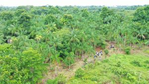 Imagem da notícia - Sistema Sepror divulga ações do Programa ‘Amazonas Mais Verde’