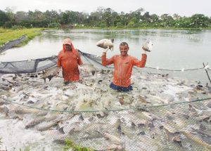 Imagem da notícia - Feirão do Pescado da ADS começa nesta terça-feira