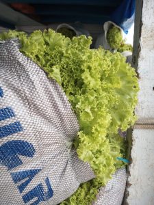 Imagem da notícia - Idam no Careiro da Várzea auxilia na entrega de 29 toneladas de alimentos