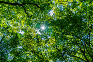 Imagem da notícia - UEA  está com inscrições abertas para pós-graduação em Negócios na Floresta Amazônica
