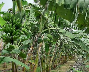 Imagem da notícia - Embrapa em parceria com Idam inicia série de capacitações virtuais para técnicos de extensão rural no Amazonas