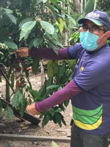 Imagem da notícia - Com assistência técnica do Idam, produção de café avança em Nova Olinda do Norte