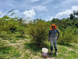 Imagem da notícia - Idam atende produtores ao longo da BR-319 no município de Careiro Castanho