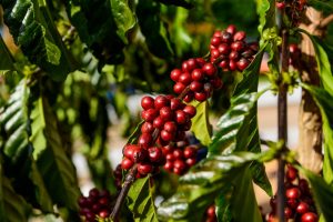 Imagem da notícia - Em Silves, Idam realiza capacitação em parceria com a Embrapa sobre a cultura do café
