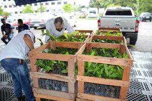 Imagem da notícia - Idam e Instituto Excelsa finalizam entregas de 70 mil mudas de castanha-do-Brasil para municípios do AM