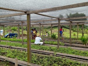 Imagem da notícia - Em Borba, Idam realiza entrega de sementes de açaí para produtores do município