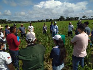 Imagem da notícia - Idam difunde novas tecnologias e práticas para a pecuária em Presidente Figueiredo