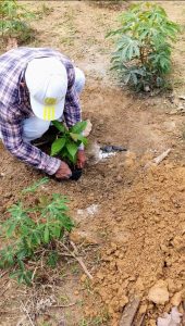 Imagem da notícia - Em Urucurituba, Idam apoia produtores de cacau com demonstrações de plantio e entrega de mudas