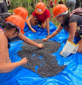 Imagem da notícia - Em Manicoré, Idam incentiva boas práticas no manejo do açaí nativo e da castanha-do-Brasil