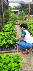Imagem da notícia - Idam estreita laços com organizações de produtores de Careiro da Várzea e orienta sobre cultivo de mudas