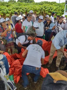 Imagem da notícia - Semana da Cultura do Café se encerra com dia de campo na Fazenda Experimental da Ufam
